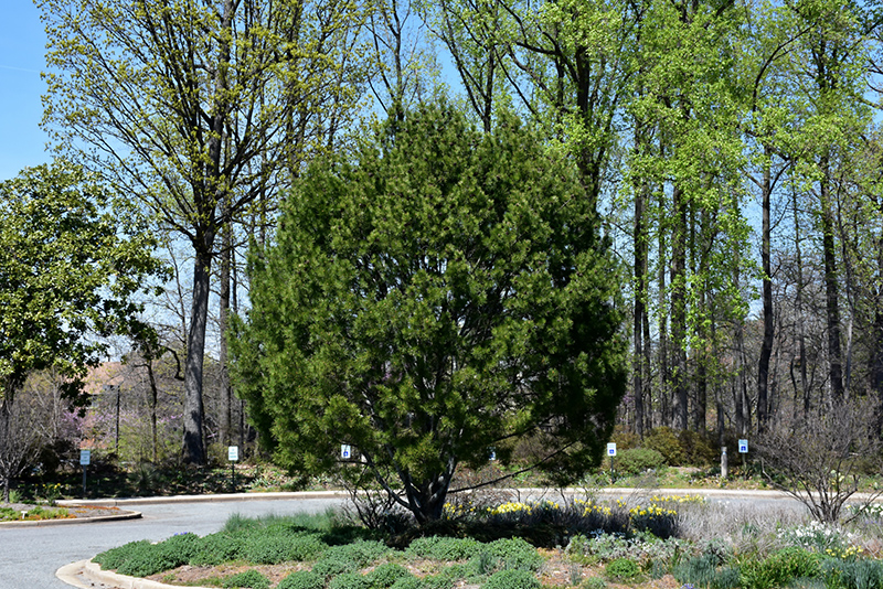 Lacebark Pine (Pinus bungeana) at Franz Witte