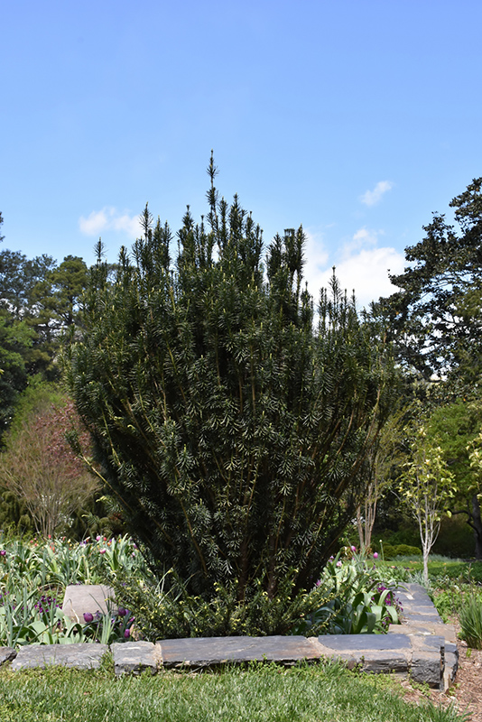 Upright Japanese Plum Yew (Cephalotaxus harringtonia 'Fastigiata') at Franz Witte