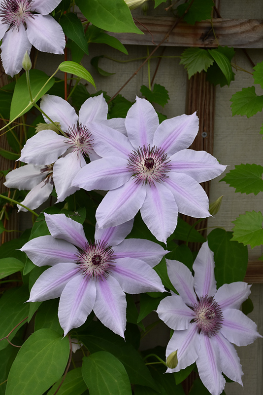 Nelly Moser Clematis (Clematis 'Nelly Moser') at Franz Witte