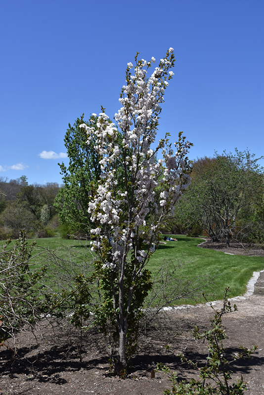Amanogawa Flowering Cherry (Prunus serrulata 'Amanogawa') at Franz Witte