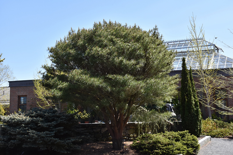 Japanese Umbrella Pine (Pinus densiflora 'Umbraculifera') at Franz Witte