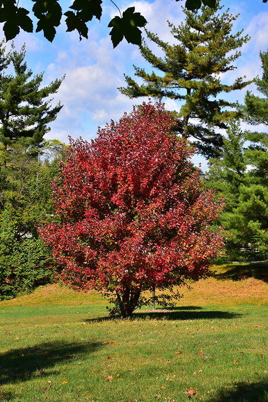 Redpointe Red Maple (Acer rubrum 'Frank Jr.') at Franz Witte