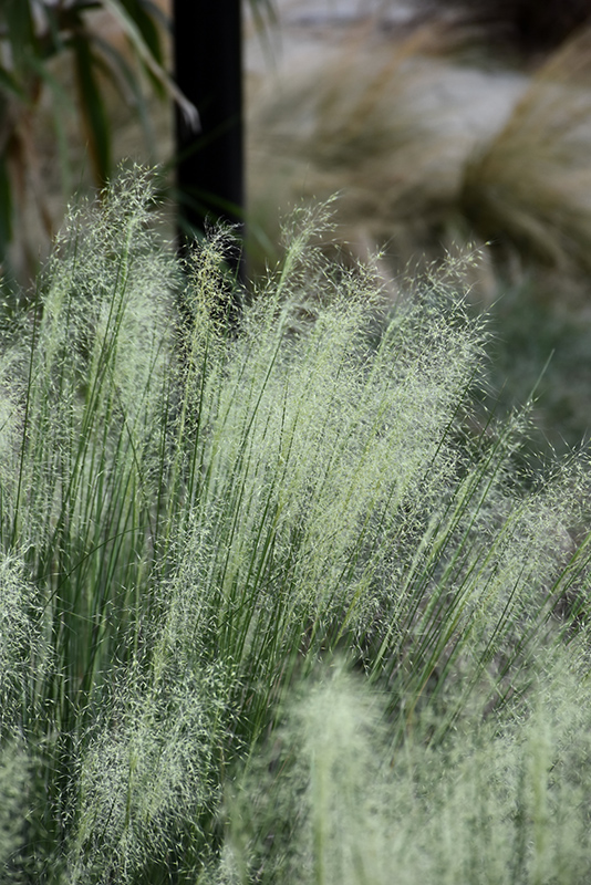 White Cloud Muhly Grass (Muhlenbergia capillaris 'White Cloud') at Franz Witte