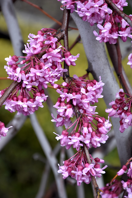 Lavender Twist Redbud (Cercis canadensis 'Covey') at Franz Witte