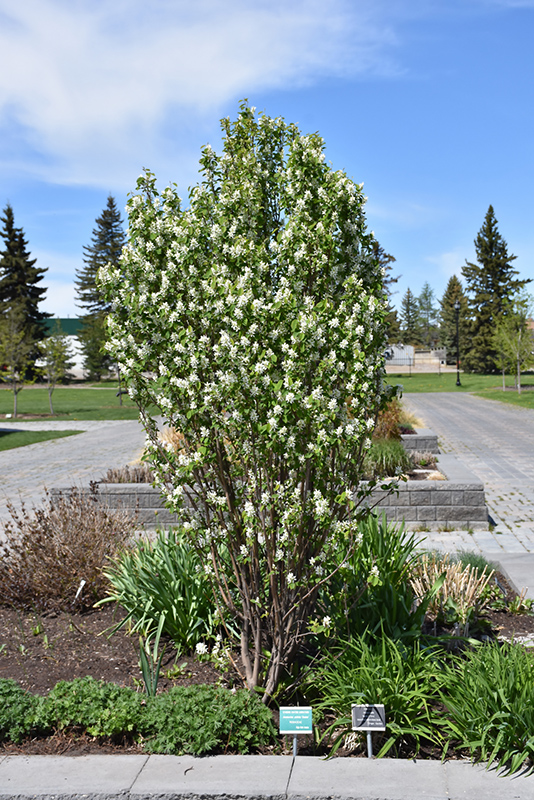 Standing Ovation Saskatoon Berry (Amelanchier alnifolia 'Obelisk') at Franz Witte