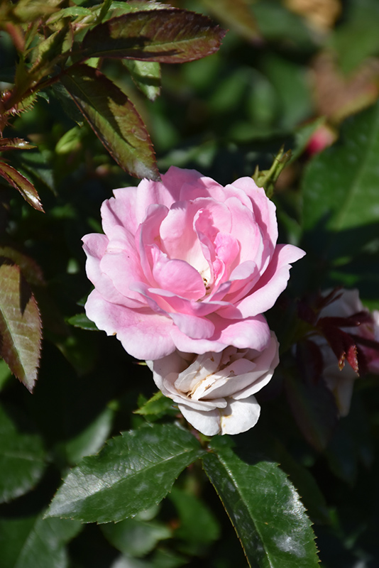 Pinktopia Rose (Rosa 'Balmas') at Franz Witte