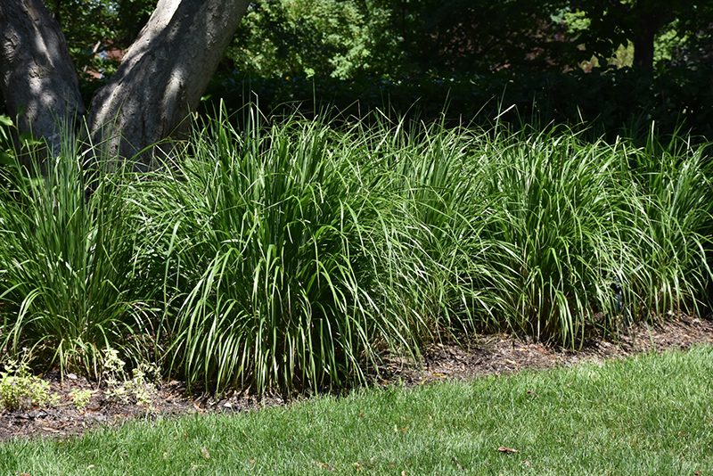 Korean Reed Grass (Calamagrostis brachytricha) at Franz Witte