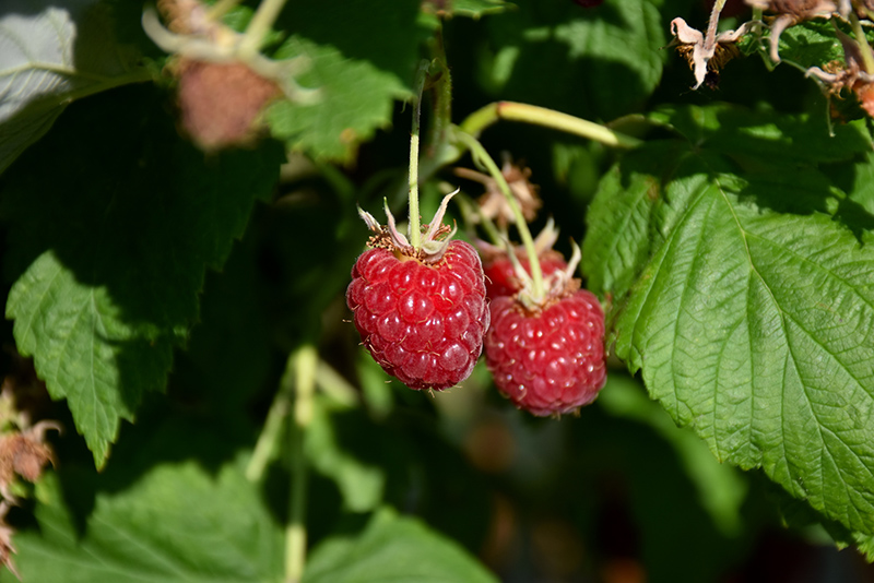 Canby Raspberry (Rubus 'Canby') at Franz Witte