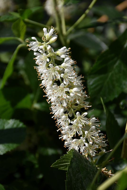 Vanilla Spice Summersweet (Clethra alnifolia 'Caleb') at Franz Witte