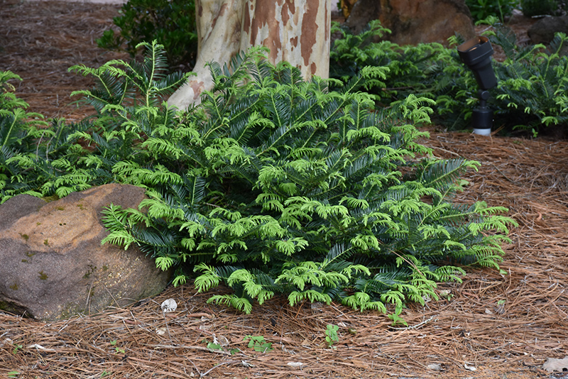 Prostrate Japanese Plum Yew (Cephalotaxus harringtonia 'Prostrata') at Franz Witte