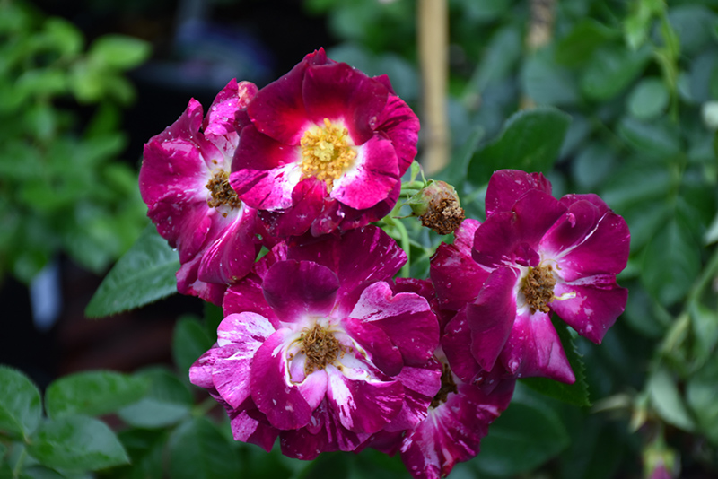 Purple Splash Rose (Rosa 'Purple Splash') at Franz Witte
