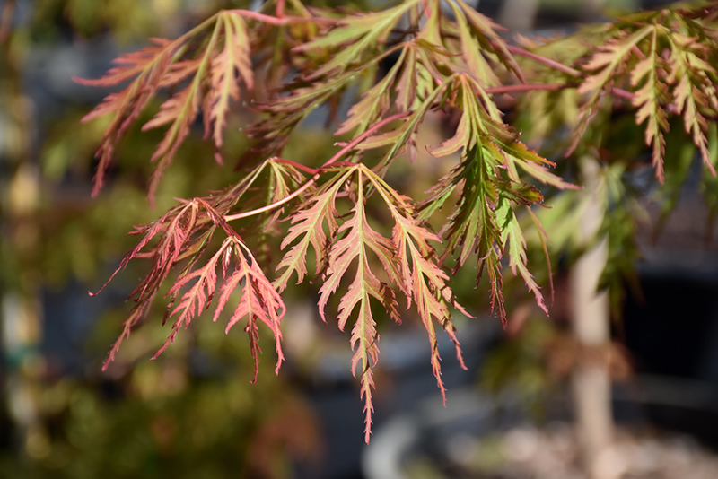 Ice Dragon Maple (Acer 'IsliD') at Franz Witte