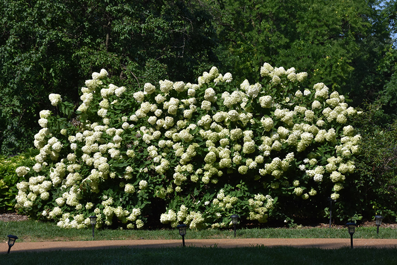 Limelight Hydrangea (Hydrangea paniculata 'Limelight') at Franz Witte