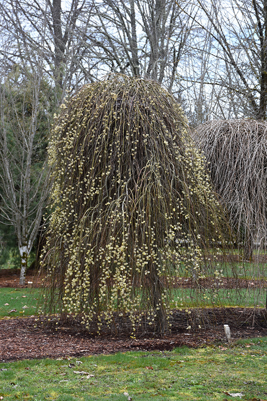 Weeping Pussy Willow (Salix caprea 'Pendula') at Franz Witte
