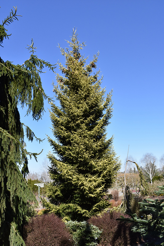 Skylands Golden Spruce (Picea orientalis 'Skylands') at Franz Witte