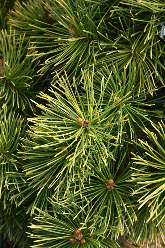 Winter Sun Mugo Pine (Pinus mugo 'Wintersonne') at Franz Witte