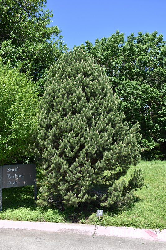Pinyon Pine (Pinus edulis) at Franz Witte
