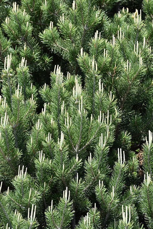 Pinyon Pine (Pinus edulis) at Franz Witte