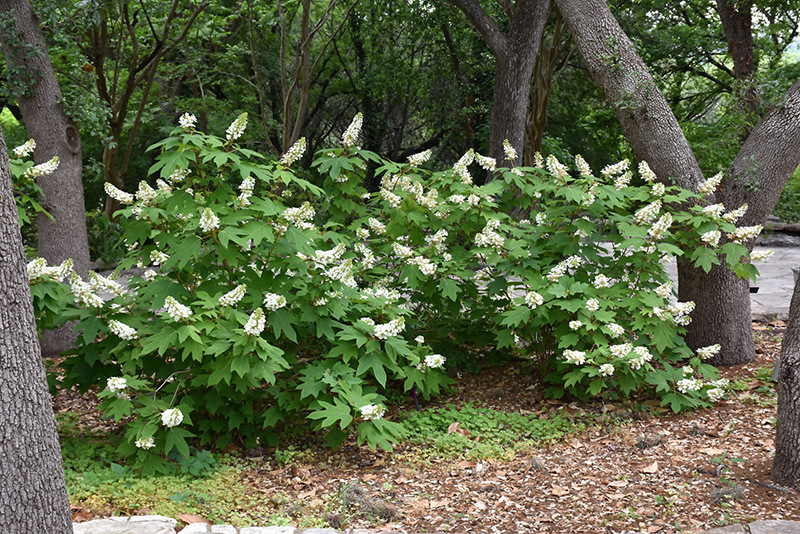 Oakleaf Hydrangea (Hydrangea quercifolia) at Franz Witte
