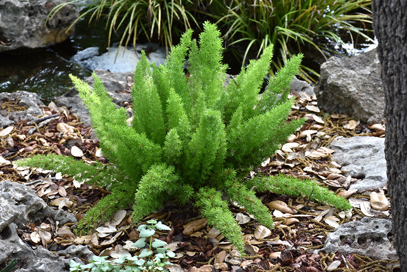 Myers Foxtail Fern (Asparagus densiflorus 'Myers') at Franz Witte