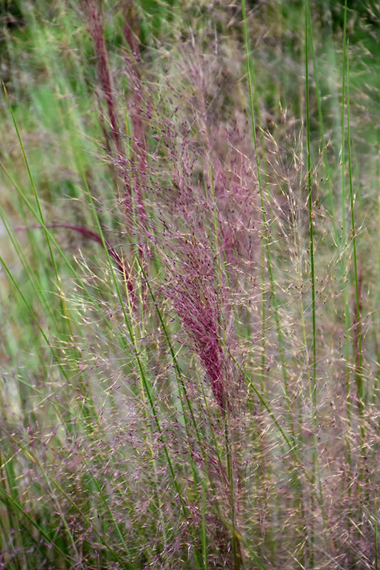Regal Mist Muhly Grass (Muhlenbergia capillaris 'Lenca') at Franz Witte