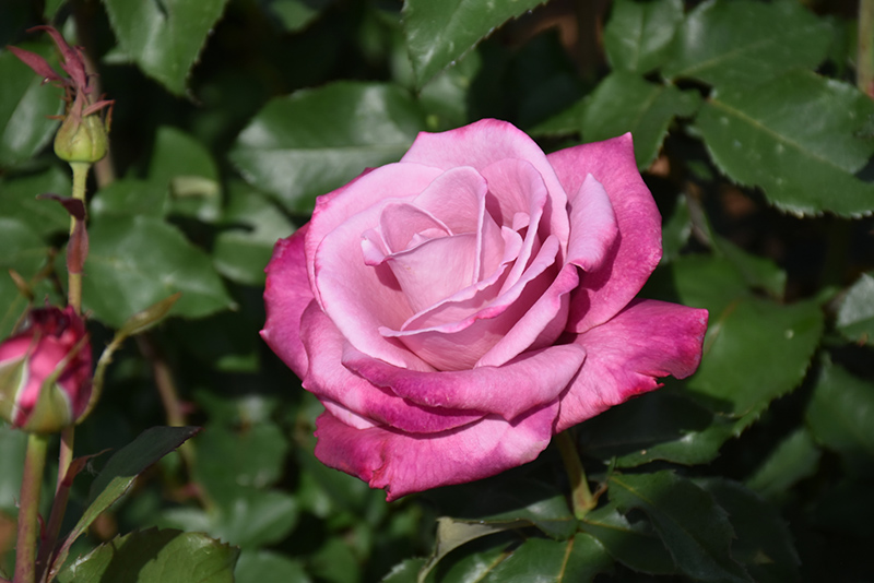 Fragrant Plum Rose (Rosa 'Fragrant Plum') at Franz Witte