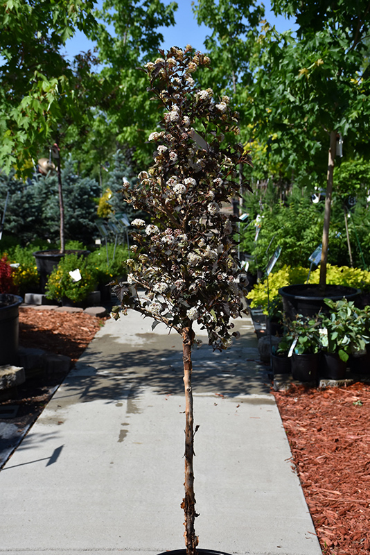 Summer Wine Ninebark (tree form) (Physocarpus opulifolius 'Seward') at Franz Witte