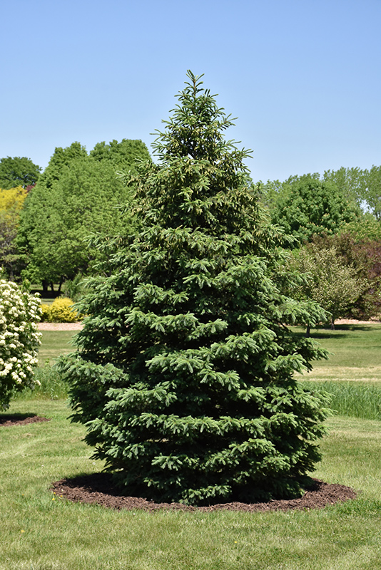 Black Hills Spruce (Picea glauca var. densata) at Franz Witte