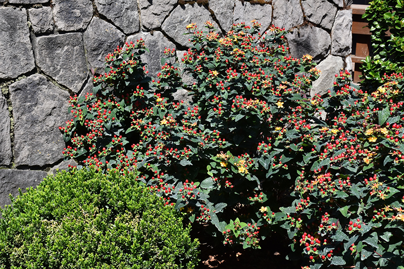 FloralBerry Sangria St. John's Wort (Hypericum x inodorum 'KOLSAN') at Franz Witte