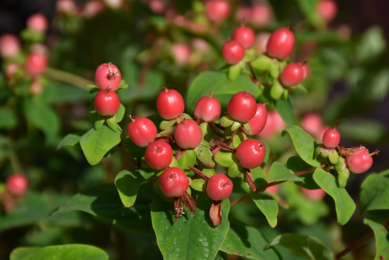 floralberry rose st john's wort