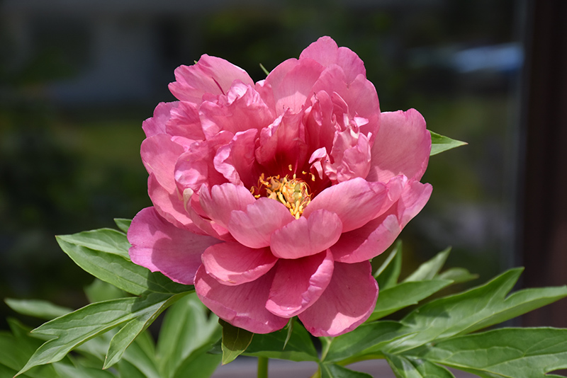Pink Double Dandy Peony (Paeonia 'Pink Double Dandy') at Franz Witte