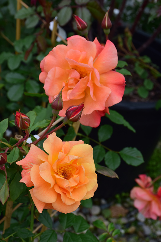 Westerland Rose (Rosa 'Westerland') at Franz Witte