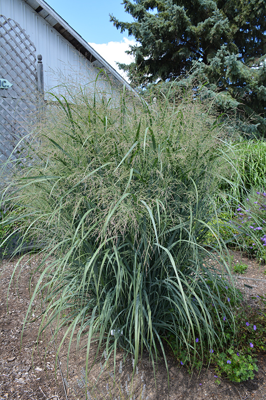 Northwind Switch Grass (Panicum virgatum 'Northwind') at Franz Witte