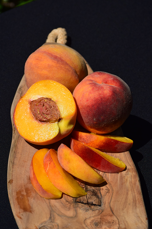 Elberta Peach (Prunus persica 'Elberta') at Franz Witte