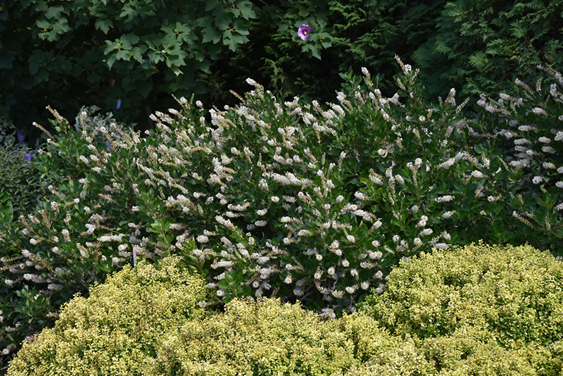 Vanilla Spice Summersweet (Clethra alnifolia 'Caleb') at Franz Witte