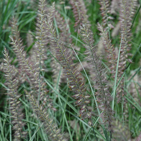 Plant Photo 8