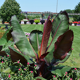 Plant Photo 9
